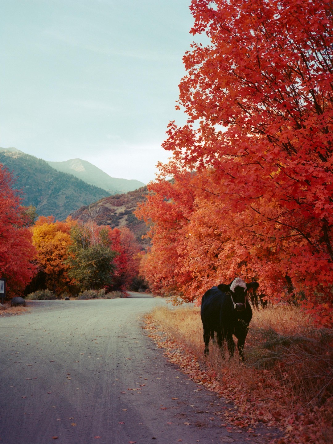 A cow stands on the side of a winding road lined with trees displaying vibrant autumn foliage, with mountains in the background.