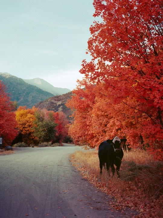 A cow stands on the side of a winding road lined with trees displaying vibrant autumn foliage, with mountains in the background.