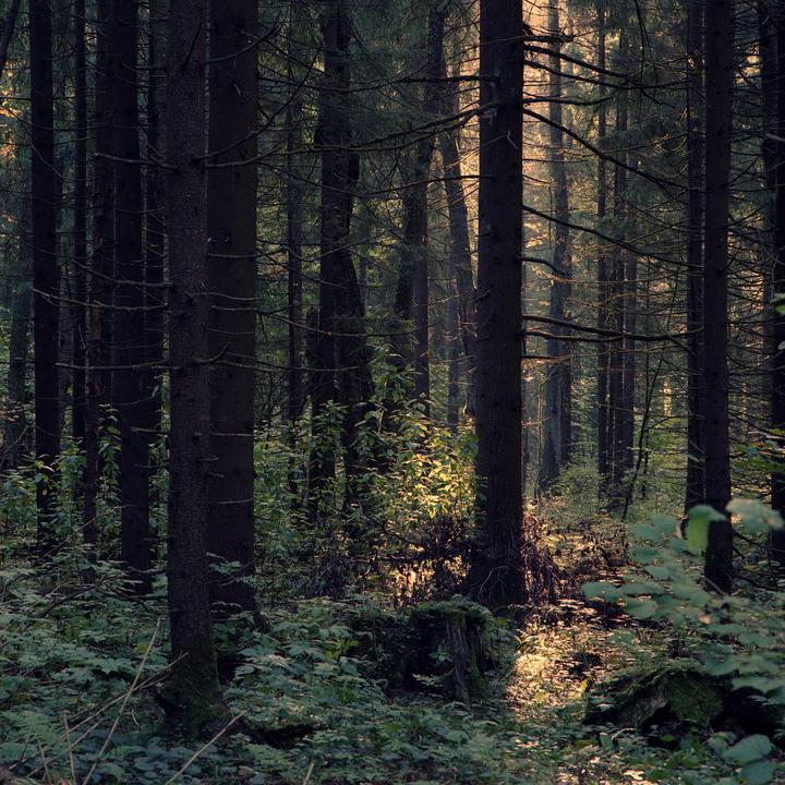 Sunlight streams through a dense forest, illuminating patches of undergrowth and tree trunks.