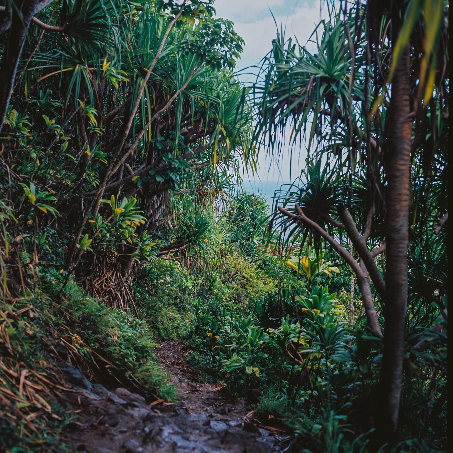 A narrow, muddy path winds through dense tropical foliage with a glimpse of the ocean in the distance.