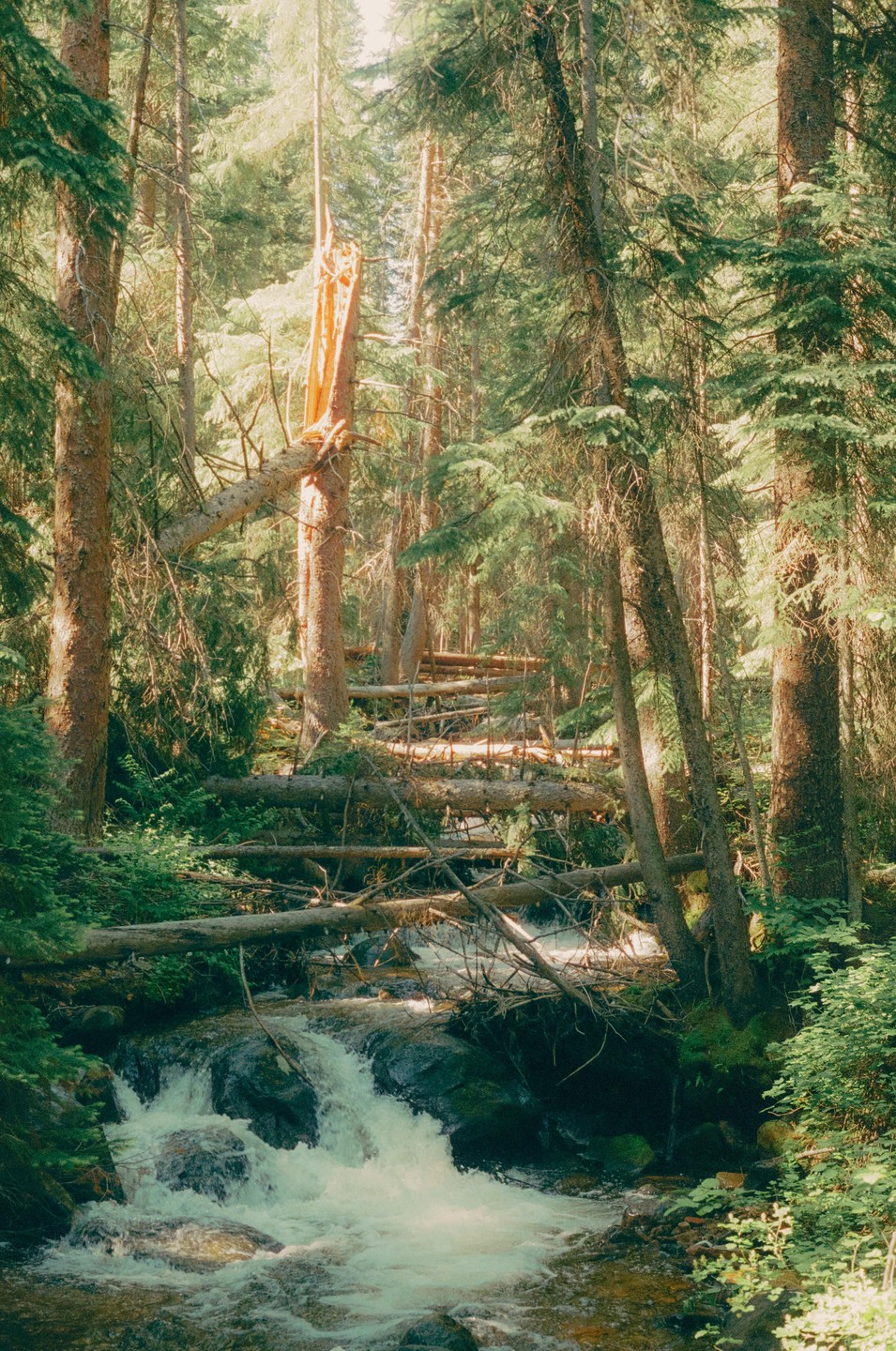 A stream flows through a forest with many fallen trees and lush green foliage.
