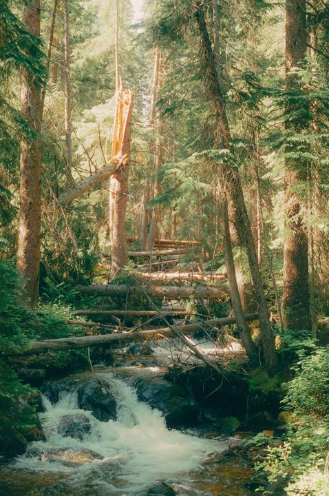 A stream flows through a forest with many fallen trees and lush green foliage.