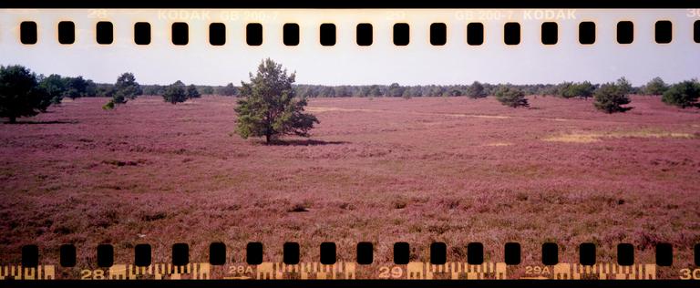 A vast field of purple heather stretches towards a distant forest under a clear sky, with scattered trees throughout the landscape.