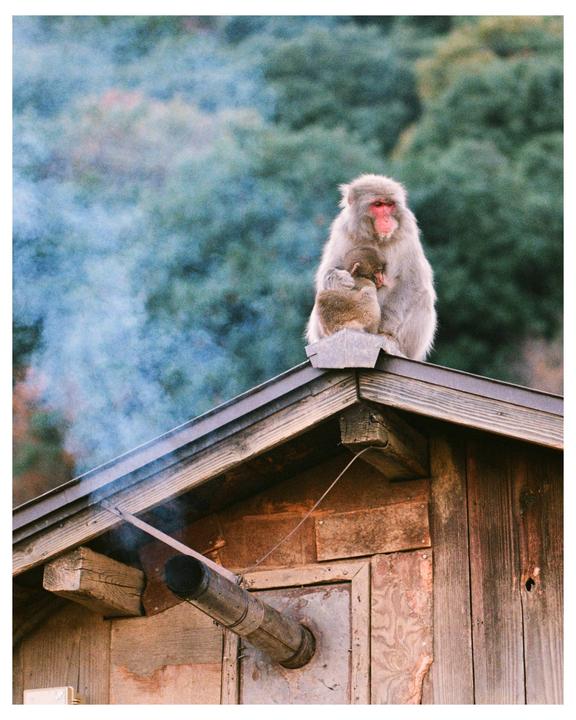 A monkey with a baby monkey on its lap sits on the roof of a wooden building with smoke coming out of a pipe.