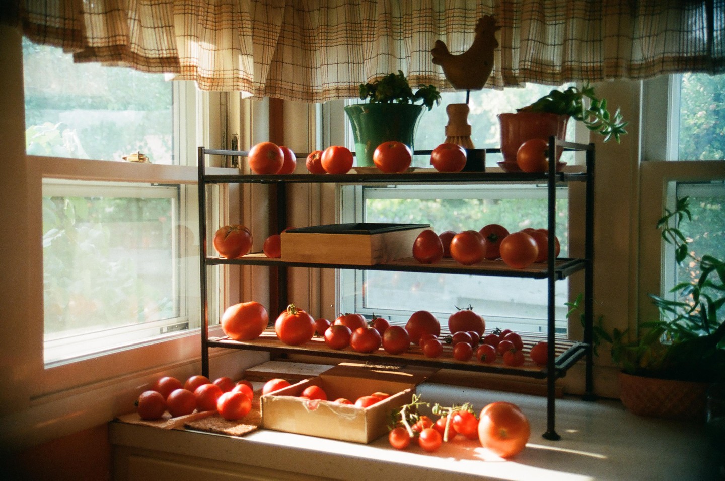 A collection of tomatoes is displayed on a three-tier shelf and a countertop in front of a window.