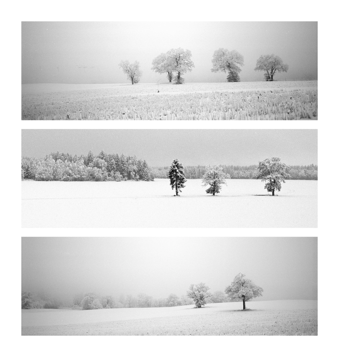 Three panoramic images show snow-covered trees in a winter landscape.