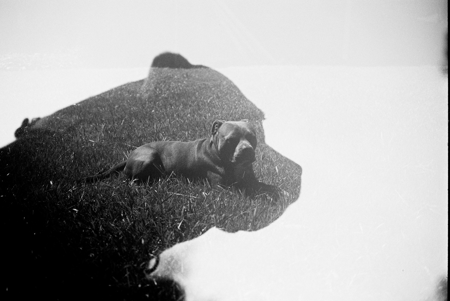 A dog lies on grass in a double exposure with a shadow.