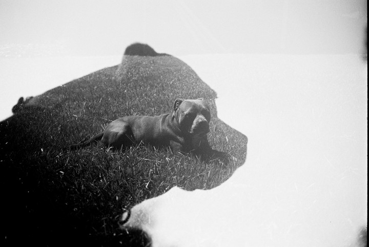 A dog lies on grass in a double exposure with a shadow.