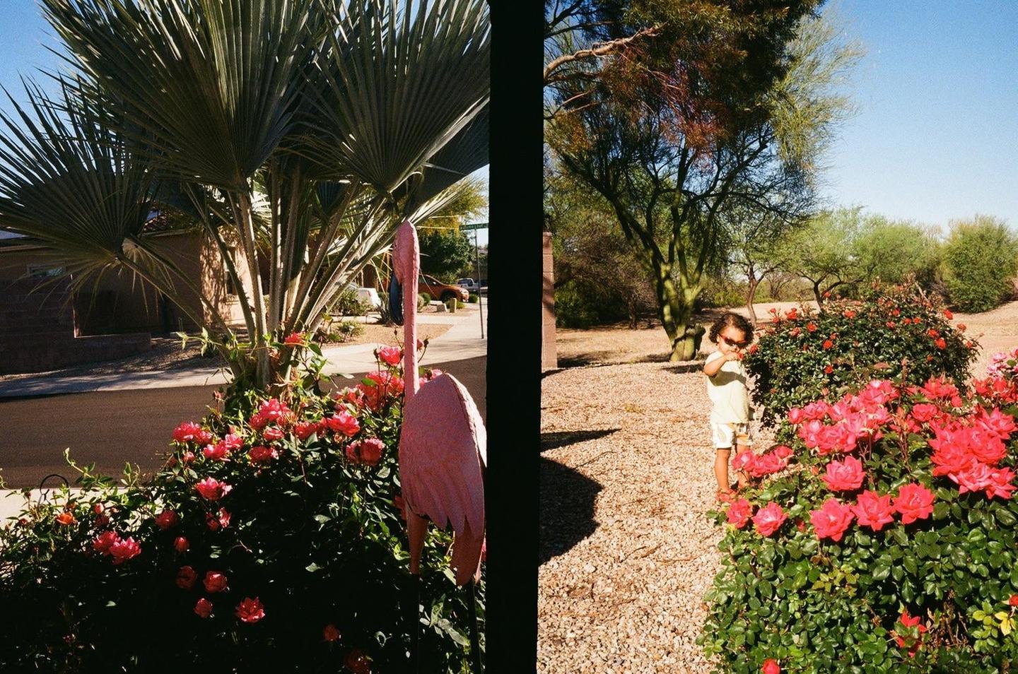 A child stands next to a rose bush with a pink flamingo lawn ornament and a palm tree in the background.