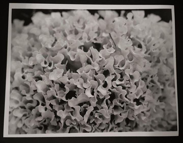 A close-up, black and white photograph shows a cluster of wavy, frilly, light-colored forms against a dark background.