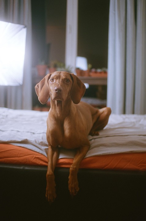 A brown dog with floppy ears lies on a bed with its front paws hanging over the edge.