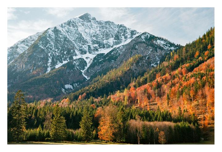A snow-capped mountain rises above a forest with autumn foliage.