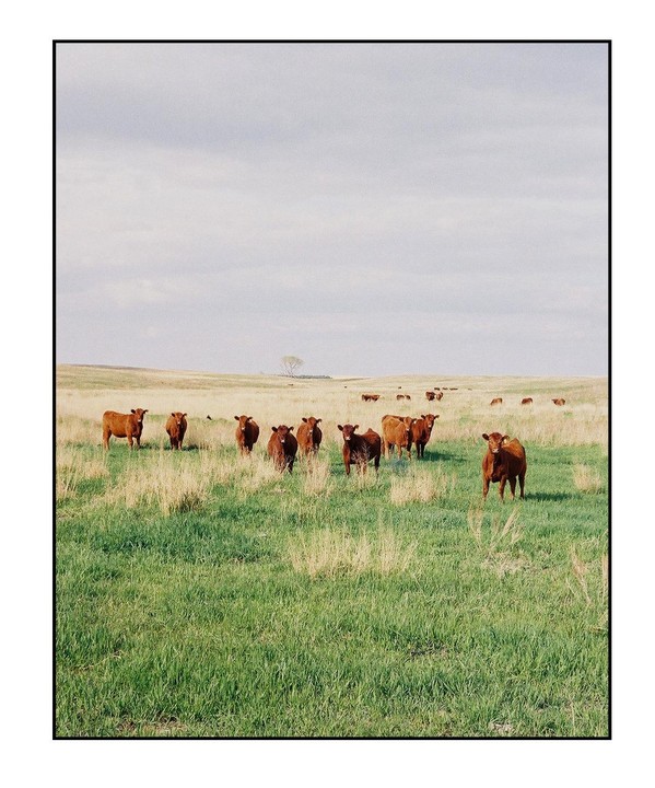 A herd of brown cattle stands in a vast green and golden field under a cloudy sky.