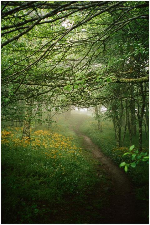 A narrow dirt path winds through a lush green forest with yellow wildflowers on either side, disappearing into a hazy distance.