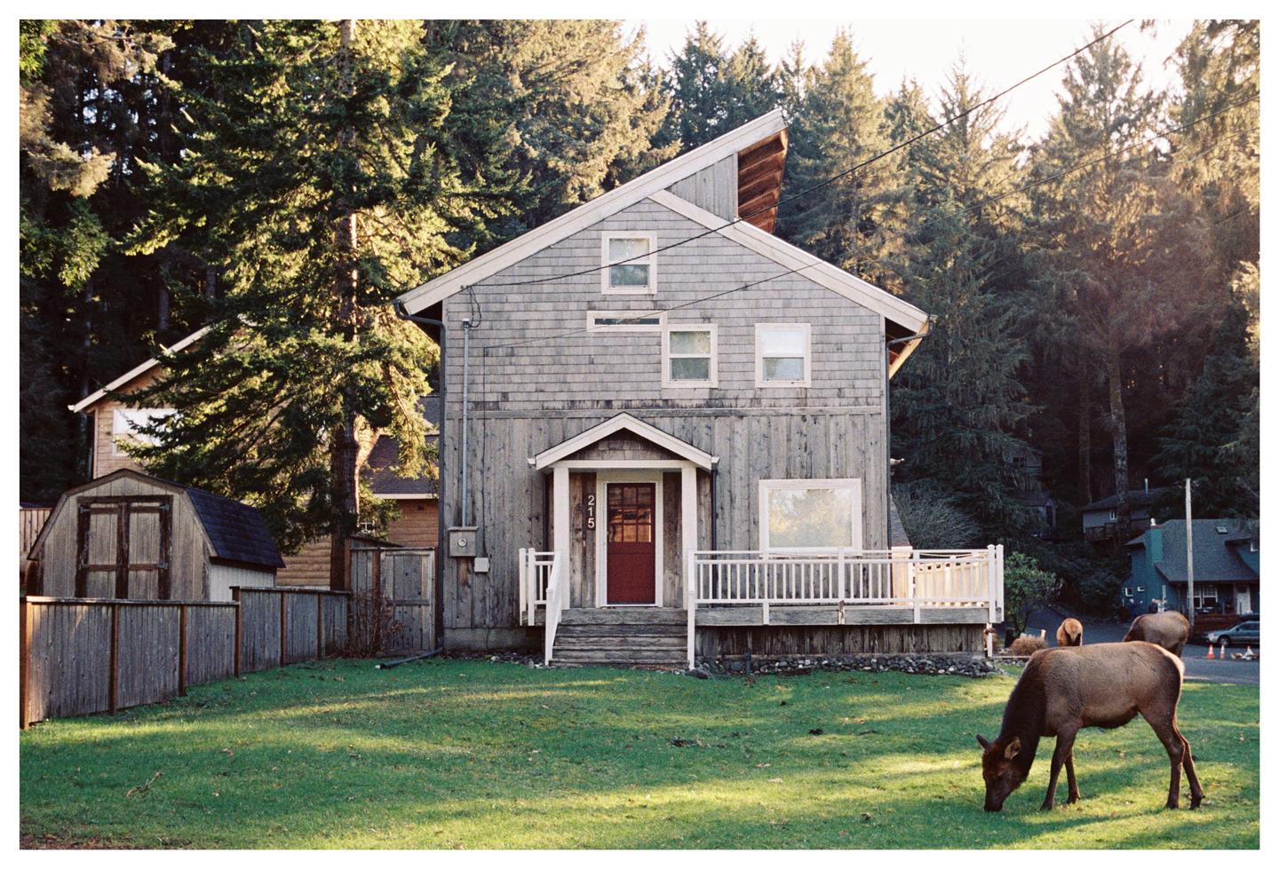 An elk grazes in a grassy yard in front of a house with a forest in the background.