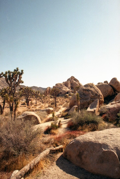 A desert landscape features Joshua trees, large boulders, and dry brush under a clear sky.