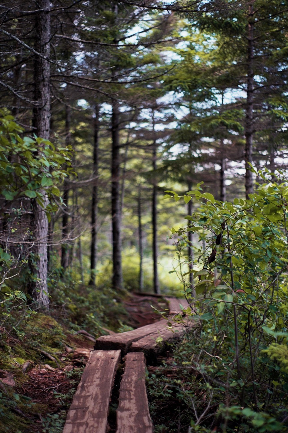 A wooden boardwalk path winds through a dense forest of tall trees and lush undergrowth.