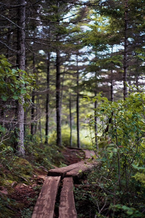 A wooden boardwalk path winds through a dense forest of tall trees and lush undergrowth.