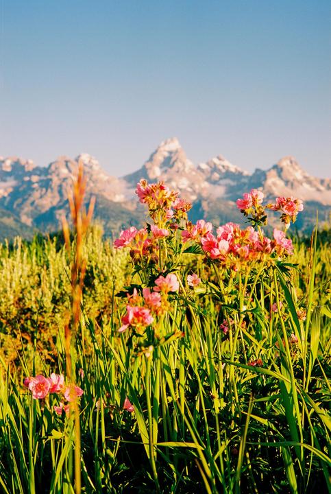 Pink wildflowers grow in a field with mountains in the background under a clear sky.
