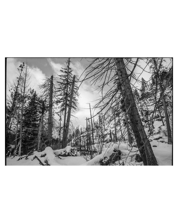 A snow-covered forest with tall, bare trees under a cloudy sky.