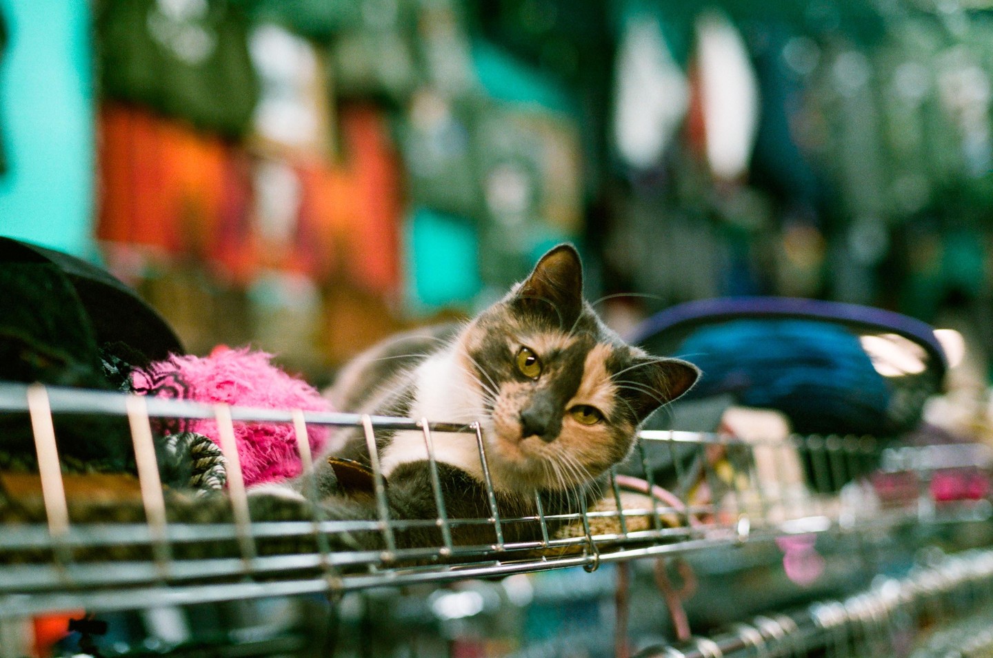 A calico cat with yellow eyes lies on a metal rack in a thrift store.