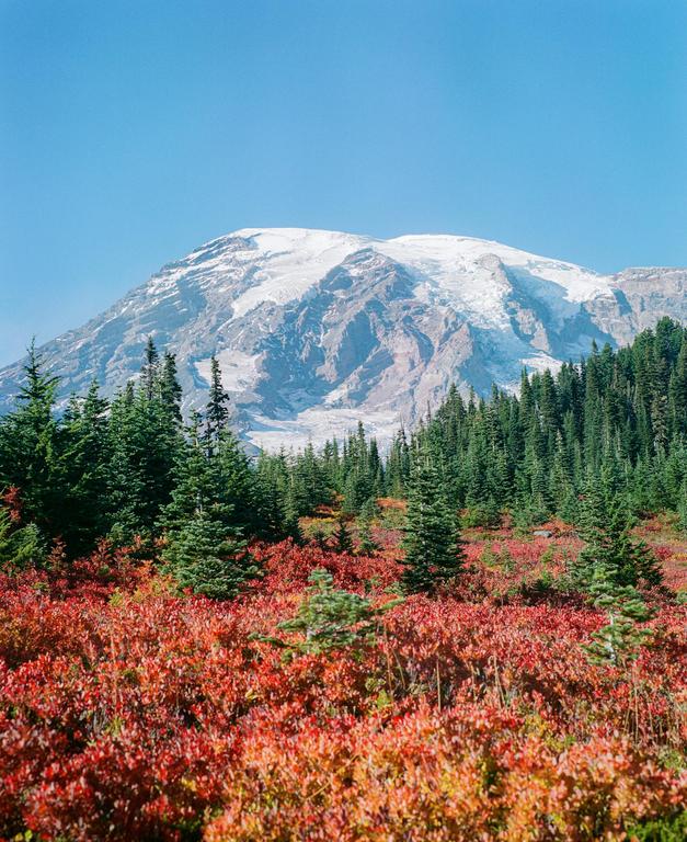 A snow-capped mountain rises above a forest and a field of red foliage under a clear blue sky.