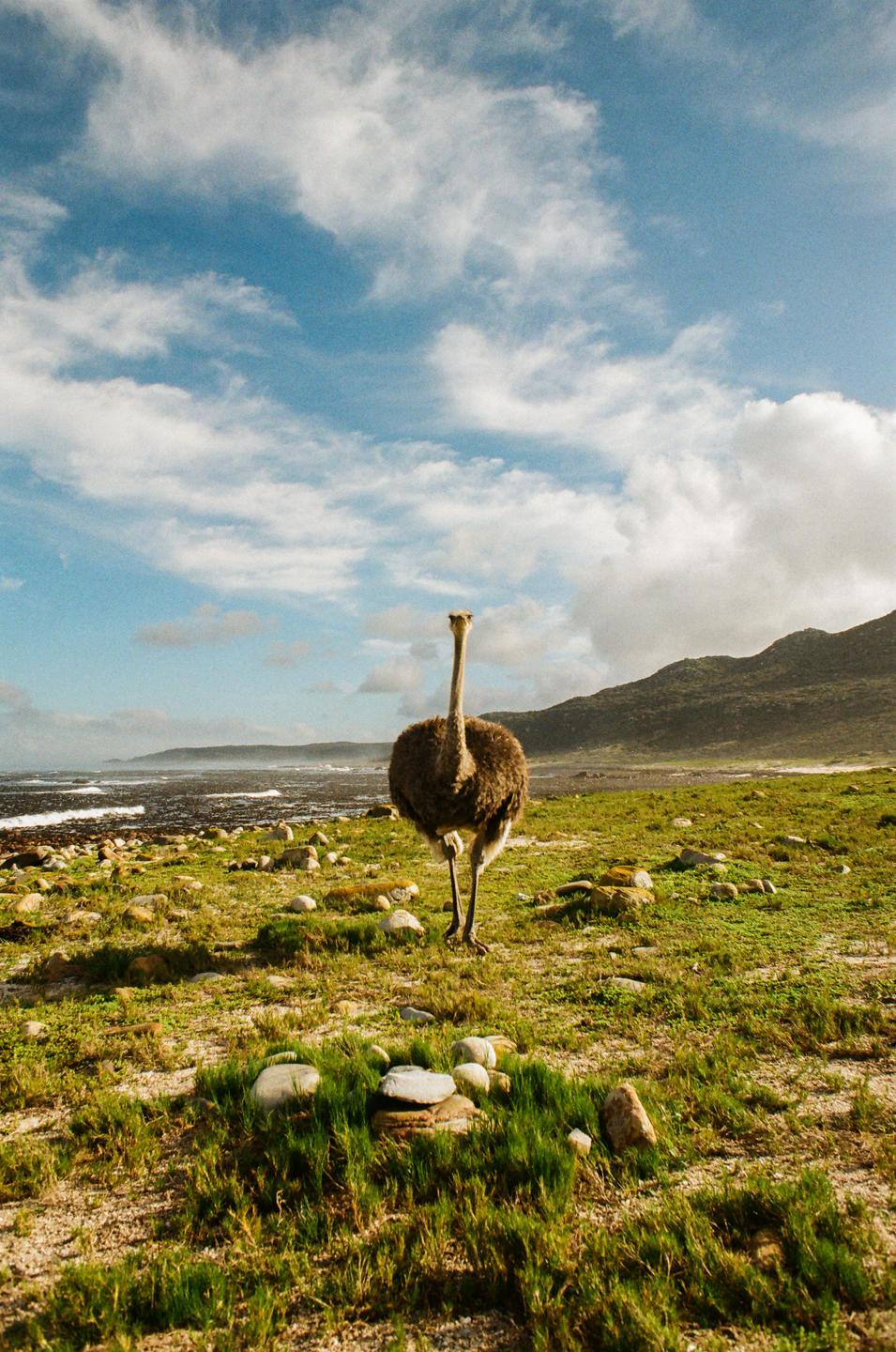 An ostrich stands in a grassy field with a rocky beach and mountains in the background under a cloudy sky.