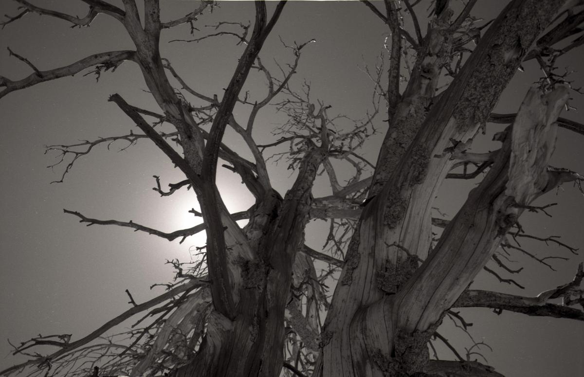 The sun shines through the bare branches of a large, gnarled tree.