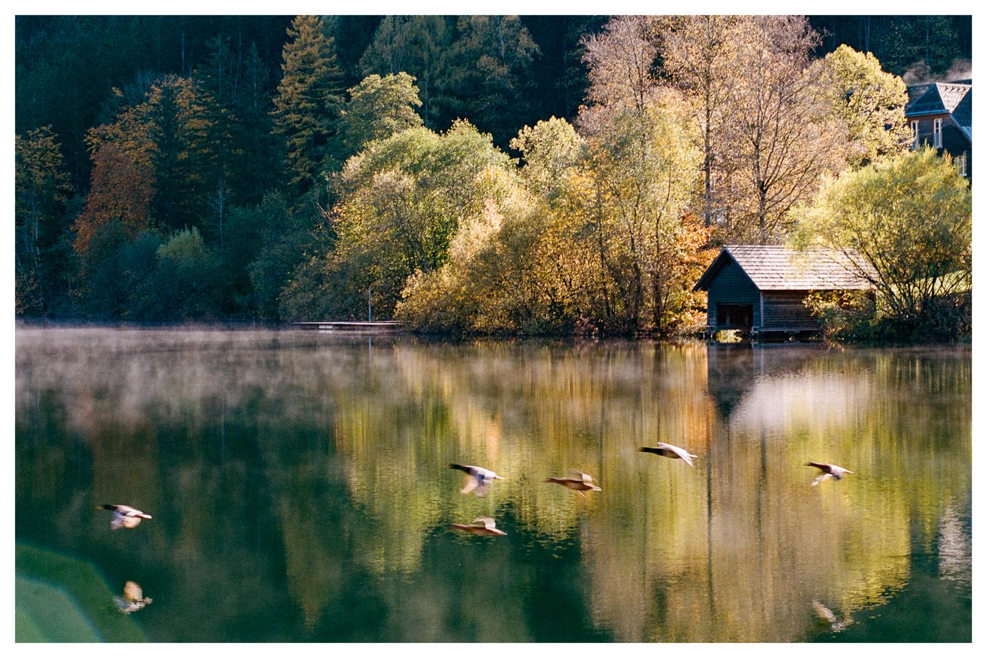 Ducks fly over a misty lake with a boathouse and autumn trees on the shore.