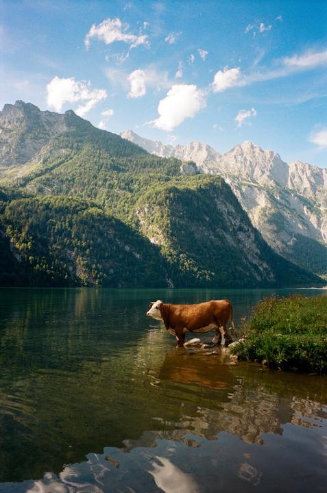 A brown and white cow stands in the shallow water of a lake with mountains and trees in the background.