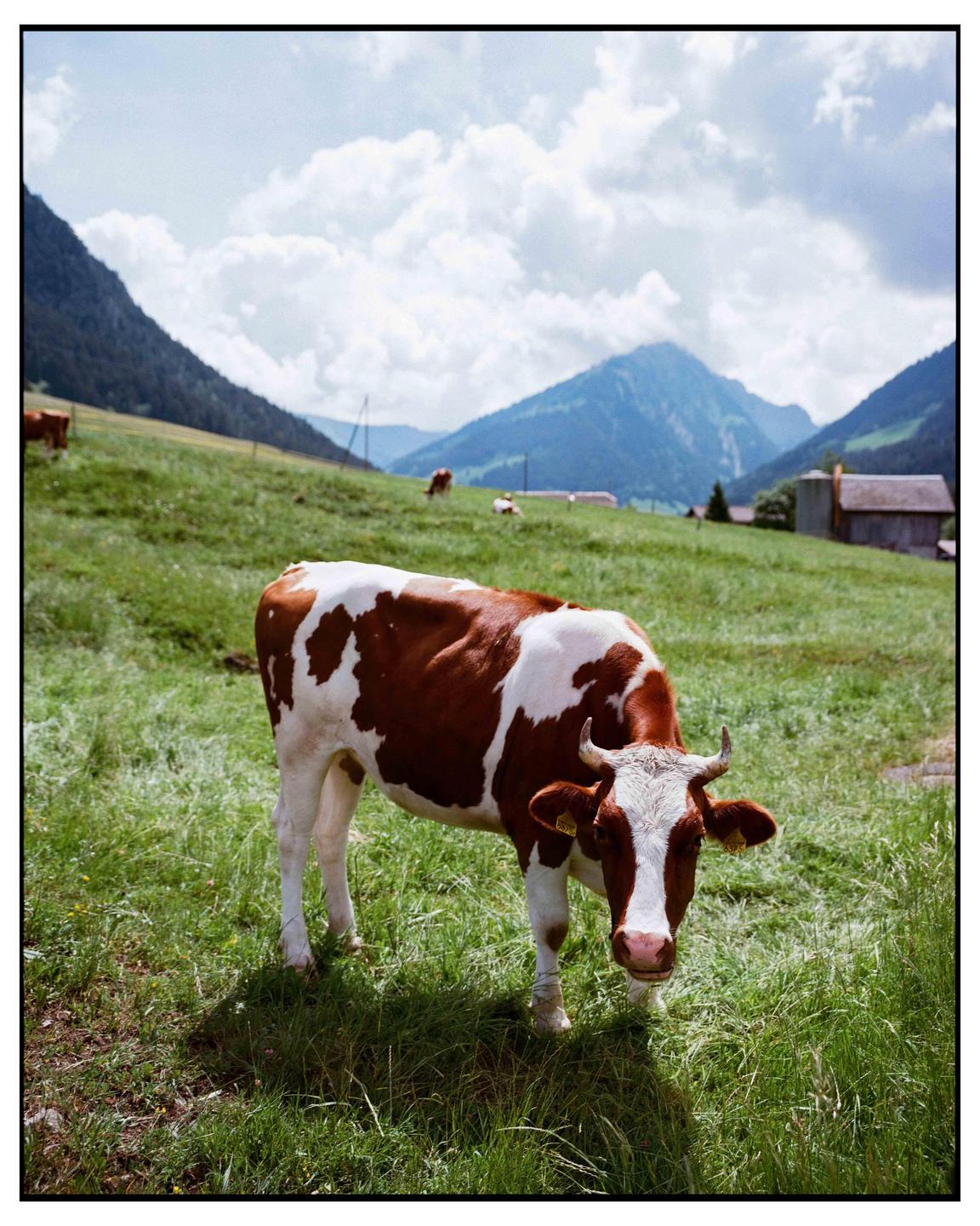 A brown and white cow stands in a grassy field with mountains and a building in the background under a cloudy sky.