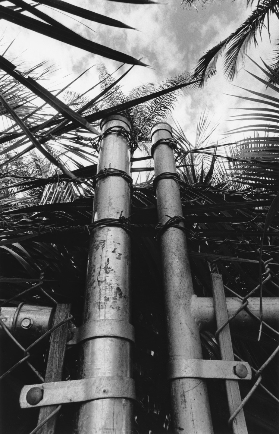 Two metal poles wrapped with barbed wire stand in front of palm fronds and a cloudy sky.