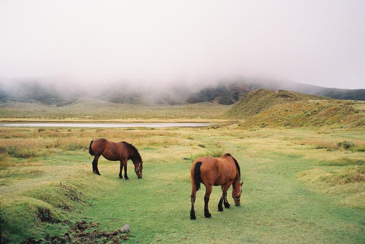 Two horses graze in a grassy field with a lake and misty mountains in the background.