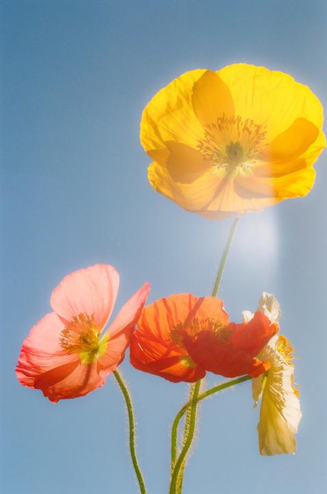 Four poppies in shades of yellow, orange, and pink are backlit against a clear blue sky.
