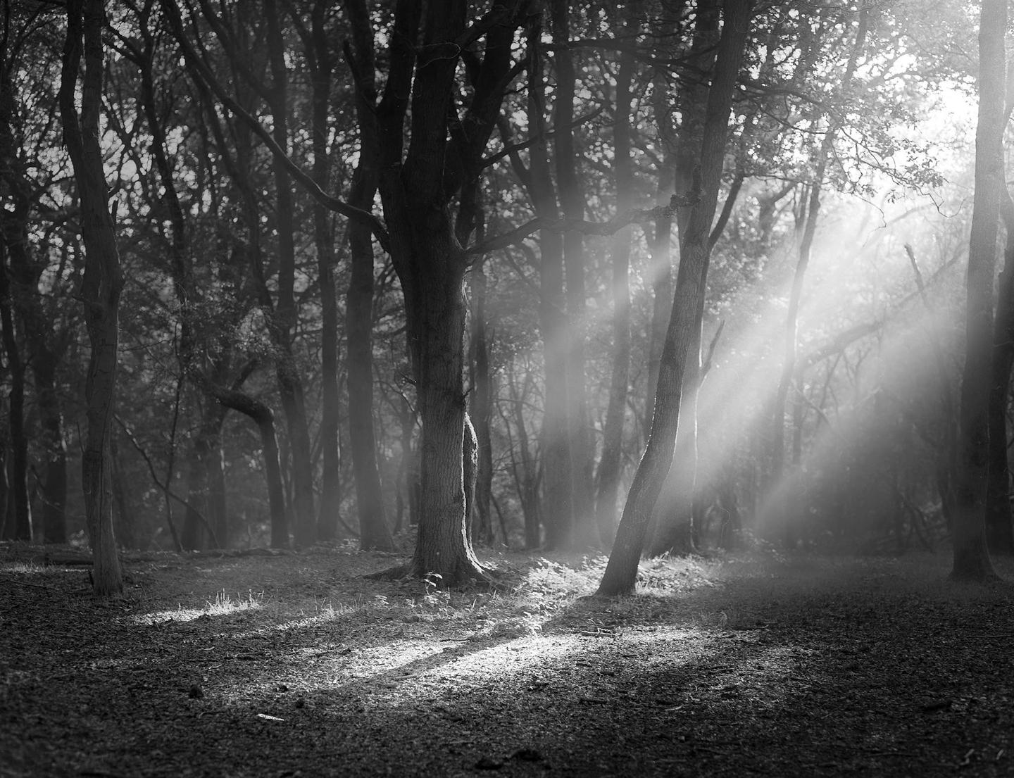 Sunlight streams through the trees in a forest, creating bright rays of light.
