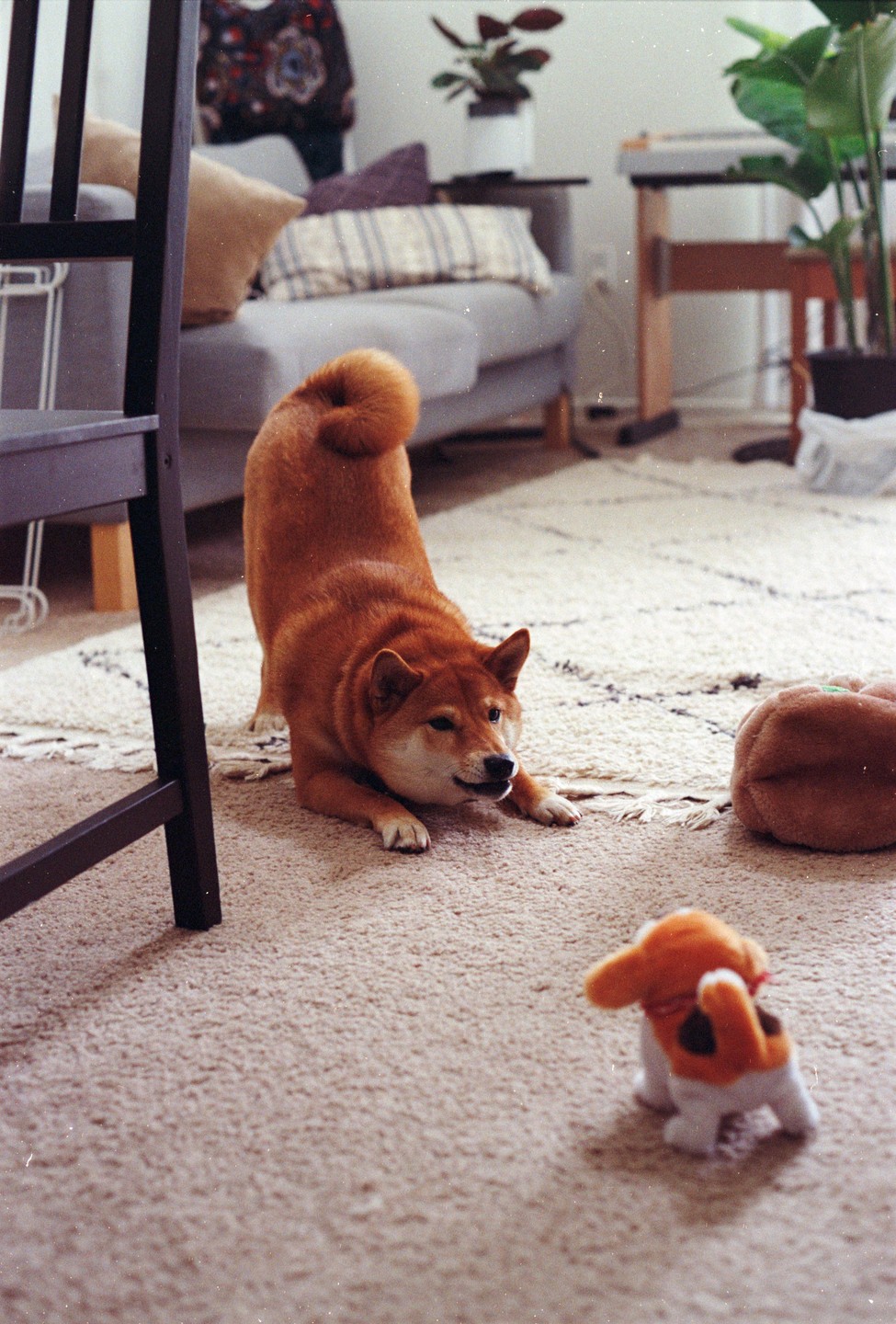 A shiba inu dog is in a playful stance on a carpet, looking at a small dog toy in a living room.