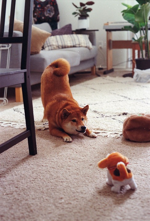 A shiba inu dog is in a playful stance on a carpet, looking at a small dog toy in a living room.