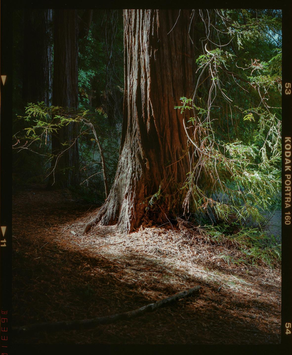Sunlight illuminates the base of a large tree in a forest.