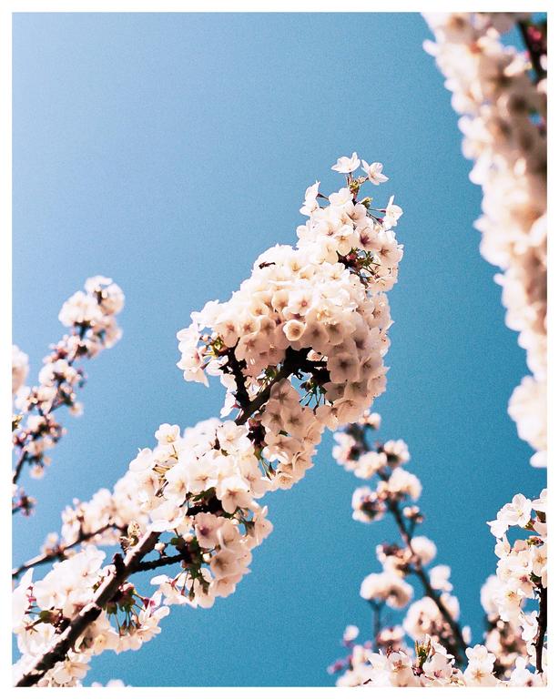 White blossoms on branches are set against a clear blue sky.