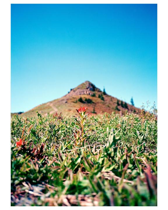 A single red wildflower grows in the foreground with a mountain in the background under a clear sky.