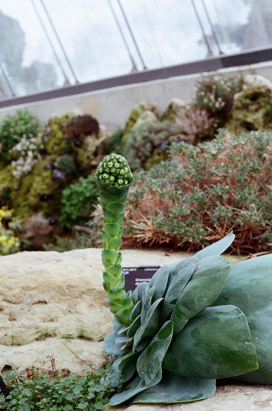 A greenovia succulent with a tall stem and a bud of small green spheres is shown in a botanical garden.