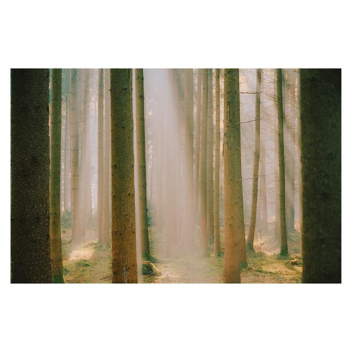Sunlight streams through a hazy forest with tall, slender trees and a mossy ground.