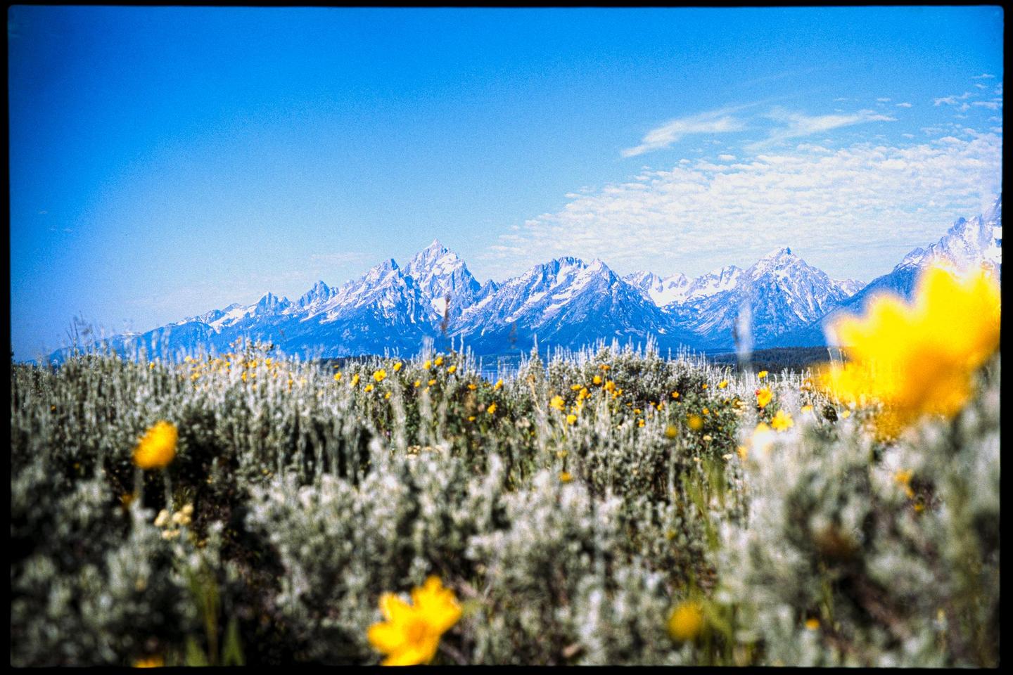 A field of yellow wildflowers and green bushes sits in front of a range of snow-capped mountains under a bright blue sky.