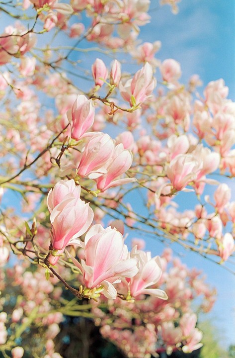 Pink magnolia blossoms are visible against a clear blue sky.