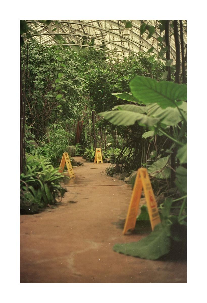 A path with three yellow wet floor signs winds through a lush greenhouse filled with various plants.