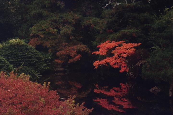 Red and green foliage is reflected in a dark pond at Kubota Garden.