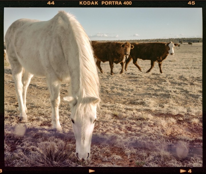 A white horse grazes in a dry field with two brown cows in the background.