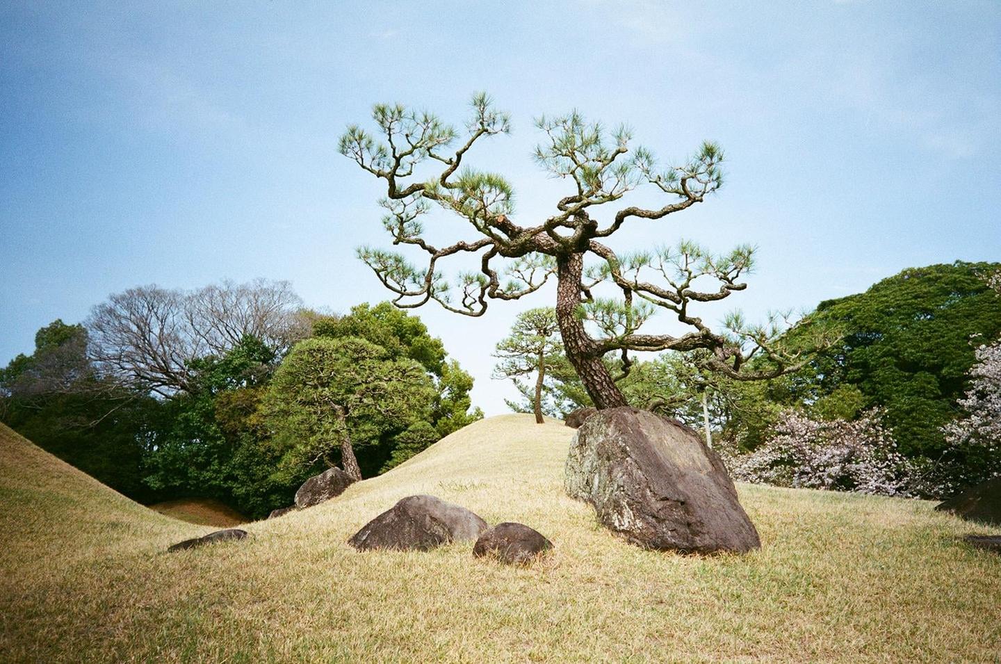 A large, gnarled tree with sparse foliage stands on a grassy hill with several rocks at its base.