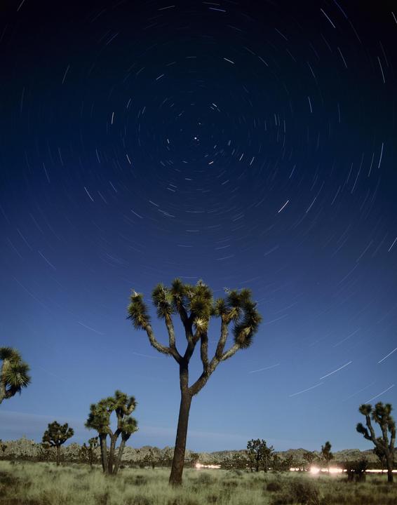 Star trails arc across the night sky above Joshua trees in a desert landscape.