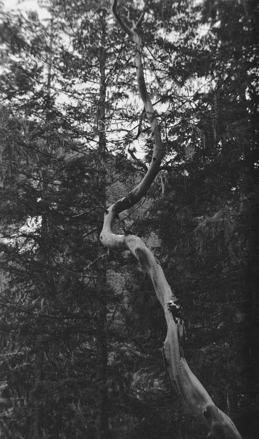 A gnarled tree trunk curves upwards against a backdrop of dense forest.